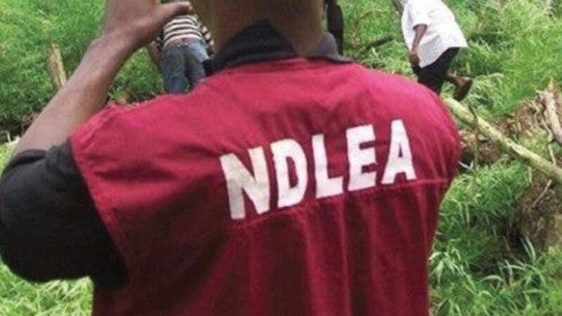 NDLEA intercepts 230,600 Tramadol tablets, arrests 106 suspects in Kano